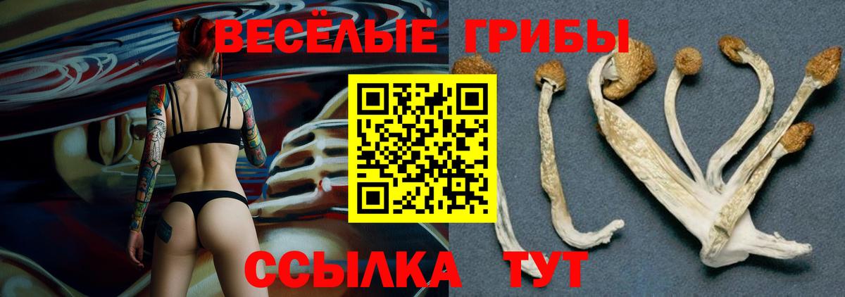 Чистополь  Псилоцибиновые грибы Psilocybe  Галлюциногенные грибы прущие грибы  Вход с VPN 